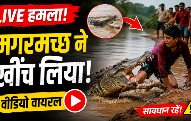 नदी किनारे मगरमच्छ का सांकेतिक दृश्य