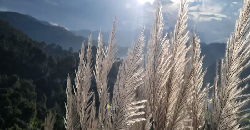 पूजा-पाठ में क्यों पहनी जाती है कुशा की अंगूठी, ये घास क्यों इतनी पवित्र?