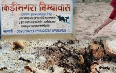 श्राद्ध पक्ष में चींटियों को क्यों खिलाया जाता है दाना? जानें कीड़ी-नगरा से परंपरा