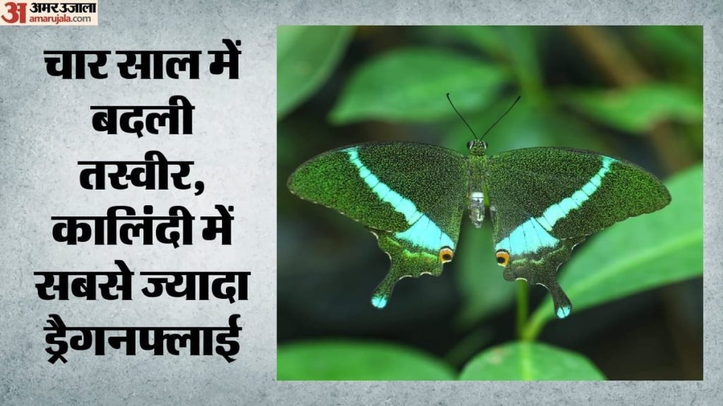 बायोडायवर्सिटी पार्क: तीन करोड़ साल पुरानी कीट प्रजातियां दिल्ली में आज भी आबाद, सर्वे में मिलीं दो और नस्लें