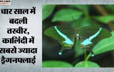 बायोडायवर्सिटी पार्क: तीन करोड़ साल पुरानी कीट प्रजातियां दिल्ली में आज भी आबाद, सर्वे में मिलीं दो और नस्लें