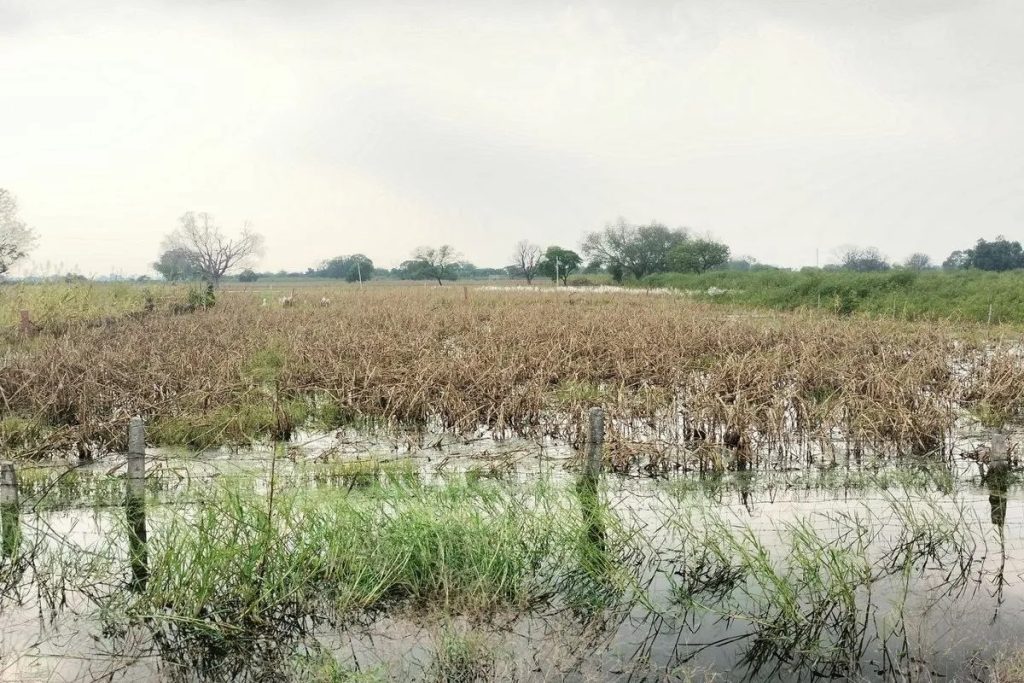 Dholpur: बारिश और जलभराव से हजारों हेक्टेयर में फसल बर्बाद