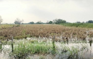 Dholpur: बारिश और जलभराव से हजारों हेक्टेयर में फसल बर्बाद