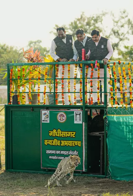 सीएम मोहन यादव ने चीता को गांधी सागर अभयारण्य में छोड़ा, बोले- पर्यावरण तंत्र को और मजबूत करने की जरूरत