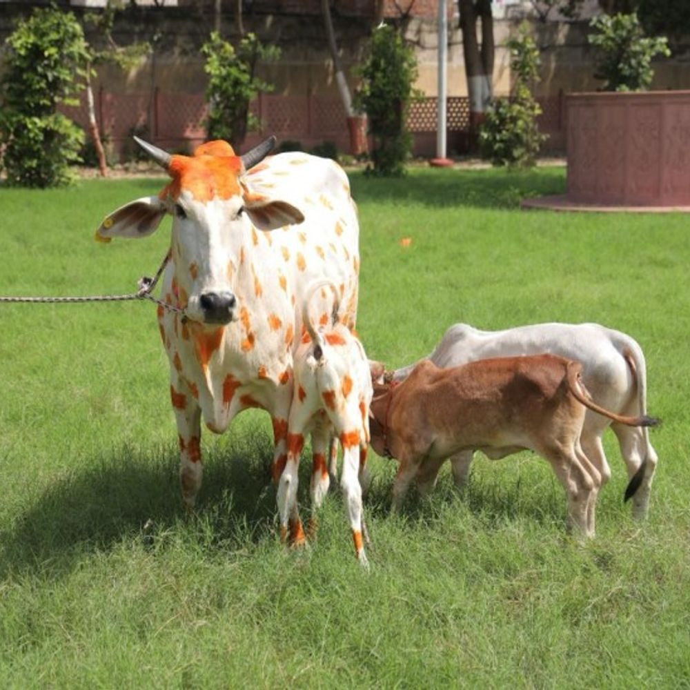 गोपाल की जन्मभूमि पर दुर्लभ अलौकिक घटना का दावा:जन्माष्टमी पर आए पूँगनूर गौवंश को दुग्धपान करा रही गौशाला की गाय,मुख्यमंत्री योगी आदित्यनाथ ने किया था गौ दान
