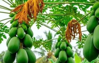क्या घर के सामने पपीते का पेड़ लगाना शुभ है या अशुभ? जानिए मुख्य द्वार और सही दिशा से जुड़े जरूरी नियम