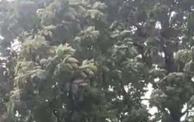 देवरिया में बारिश से मौसम सुहाना, उमस से मिली राहत:किसानों के चेहरे खिले; गुरुवार को 10 एमएम बारिश रिकॉर्ड, 26 सितंबर तक आसार