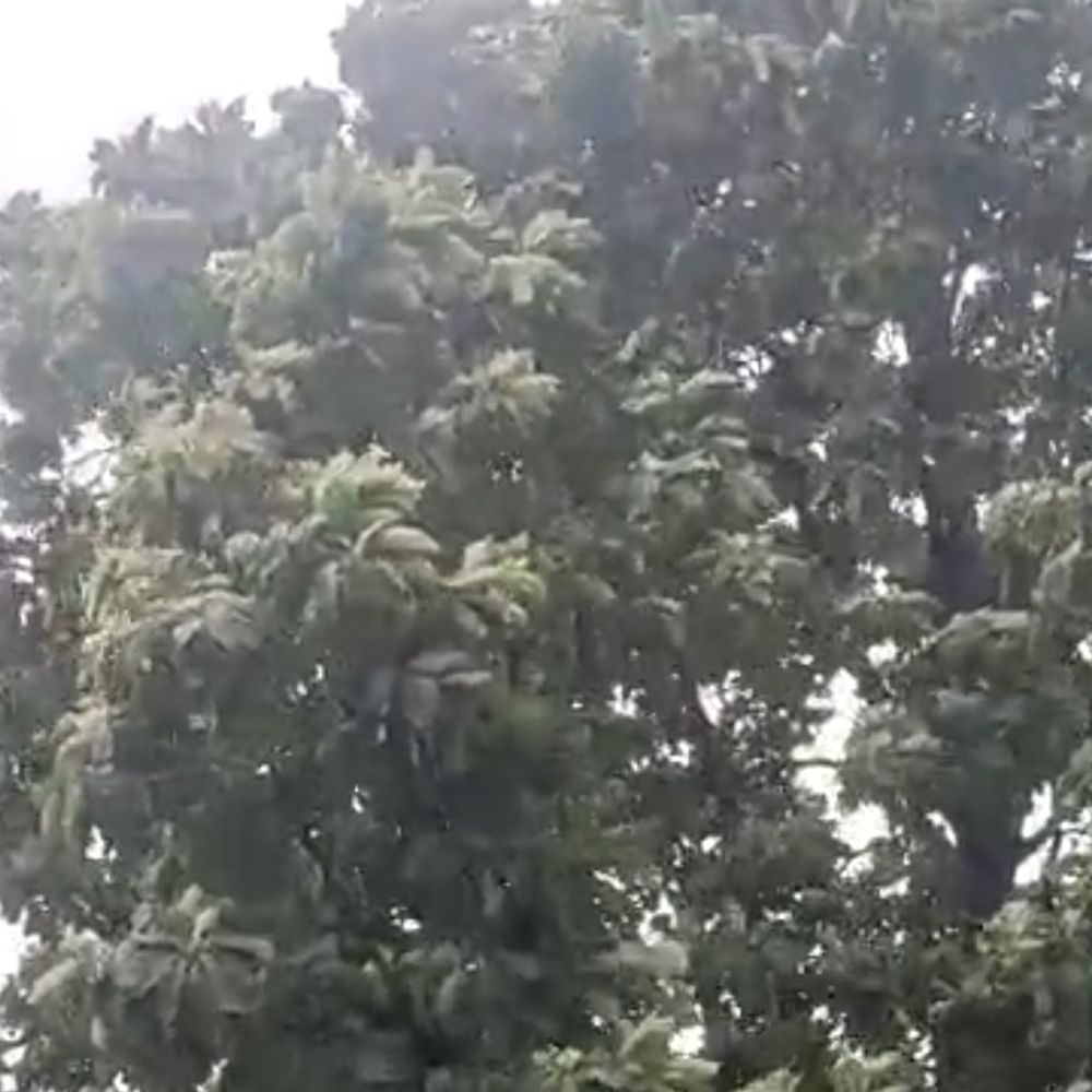 देवरिया में बारिश से मौसम सुहाना, उमस से मिली राहत:किसानों के चेहरे खिले; गुरुवार को 10 एमएम बारिश रिकॉर्ड, 26 सितंबर तक आसार