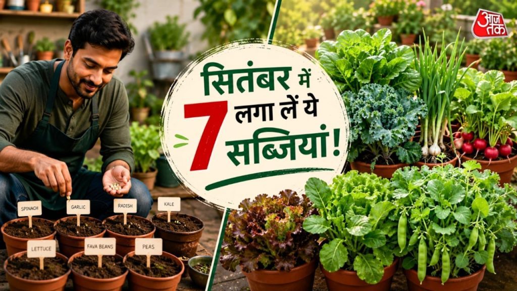 सितंबर में बो दें ये 7 बीज, सर्दियों में घर पर मिलेगी ताजी सब्जी!