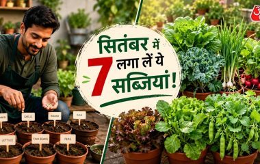 सितंबर में बो दें ये 7 बीज, सर्दियों में घर पर मिलेगी ताजी सब्जी!