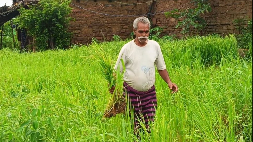 लगातार बारिश से पन्ना में बिगड़े हालात! उड़द-मूंग, तिल और धान की फसल को भारी नुकसान