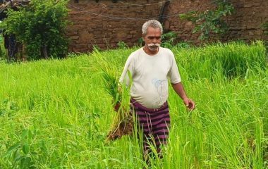 लगातार बारिश से पन्ना में बिगड़े हालात! उड़द-मूंग, तिल और धान की फसल को भारी नुकसान