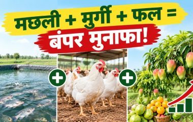 घाटे की खेती छोड़ अपनाया यह फॉर्मूला, आज मछली, मुर्गी और फलों से बरस रहा है पैसा!
