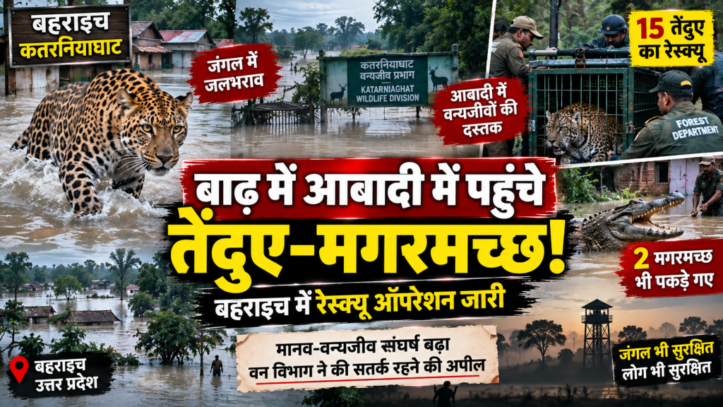 बाढ़ से बेहाल कतर्नियाघाट का जंगल, आबादी में पहुंच रहे तेंदुए-मगरमच्छ; 15 तेंदुओं और 2 मगरमच्छों का रेस्क्यू