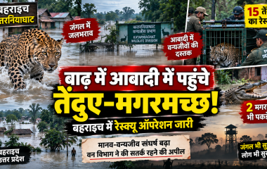 बहराइच के कतर्नियाघाट में बाढ़ के कारण आबादी में पहुंचे तेंदुओं और मगरमच्छों का वन विभाग द्वारा रेस्क्यू
