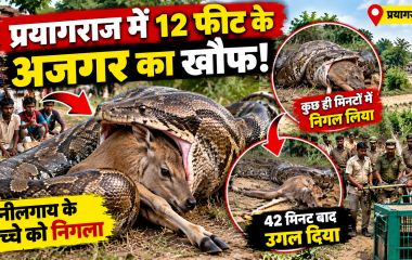 प्रयागराज में 12 फीट के अजगर का खौफ, नीलगाय के बच्चे को निगला; 42 मिनट बाद उगल दिया