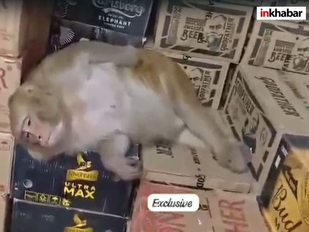 Ranchi Monkey Video: रांची में शराब दुकान में घुसी बंदरिया, बोतल उठाकर लगाई घूंट, फिर जो हुआ…देखकर रह जाएंगे दंग