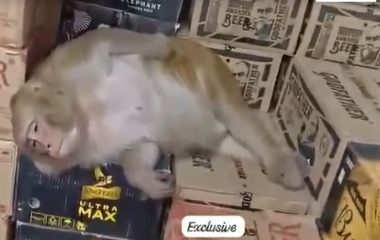 Ranchi Monkey Video: रांची में शराब दुकान में घुसी बंदरिया, बोतल उठाकर लगाई घूंट, फिर जो हुआ…देखकर रह जाएंगे दंग