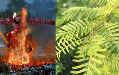 दशहरे पर शमी के पेड़ की पूजा क्यों होती है? जानें महाभारत से क्या है कनेक्शन