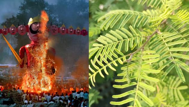 दशहरे पर शमी के पेड़ की पूजा क्यों होती है? जानें महाभारत से क्या है कनेक्शन
