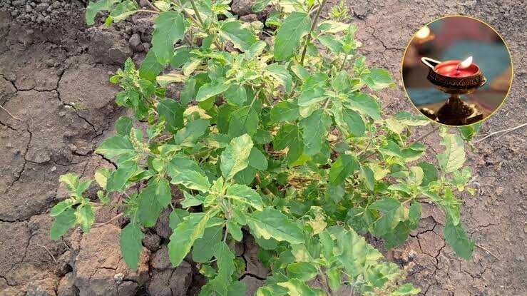 Kartik Maas Tulsi Puja Niyam : कार्तिक मास में कैसे करें तुलसी पूजन, जानें तुलसी पूजा से जुड़े नियम और महत्व