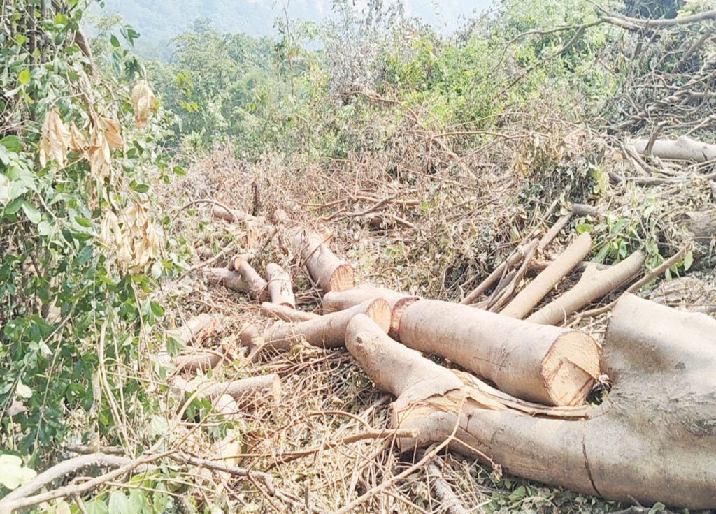 गुजरात की टोरंट पावर कंपनी के लिए महायुति सरकार ने बिछाई कालीन… कर्जत-भीमाशंकर के जंगल में तीन लाख पेड़ों पर कुल्हाड़ी!