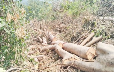 गुजरात की टोरंट पावर कंपनी के लिए महायुति सरकार ने बिछाई कालीन… कर्जत-भीमाशंकर के जंगल में तीन लाख पेड़ों पर कुल्हाड़ी!