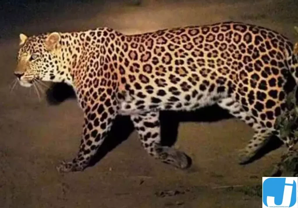 कुत्ते का शिकार कर स्टोर रूम में बैठा गुलदार, सुरक्षा को लेकर चिंता