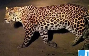कुत्ते का शिकार कर स्टोर रूम में बैठा गुलदार, सुरक्षा को लेकर चिंता