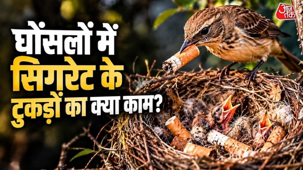 घोंसले में सिगरेट के टुकड़े क्यों रखते हैं पक्षी? जानिए इसकी वजह