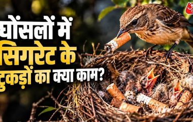 घोंसले में सिगरेट के टुकड़े क्यों रखते हैं पक्षी? जानिए इसकी वजह