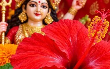 नवरात्रि में गुड़हल के फूल से करें ये उपाय, दूर हो जाएंगी परेशानियां, भर जाएगी तिजोरी