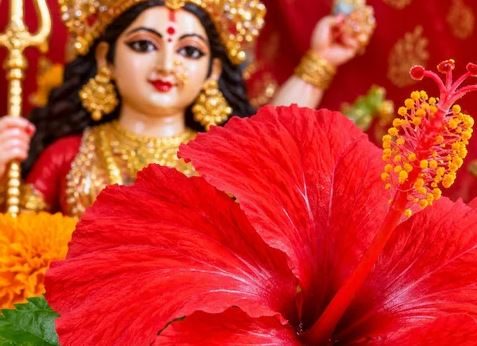 नवरात्रि में गुड़हल के फूल से करें ये उपाय, दूर हो जाएंगी परेशानियां, भर जाएगी तिजोरी