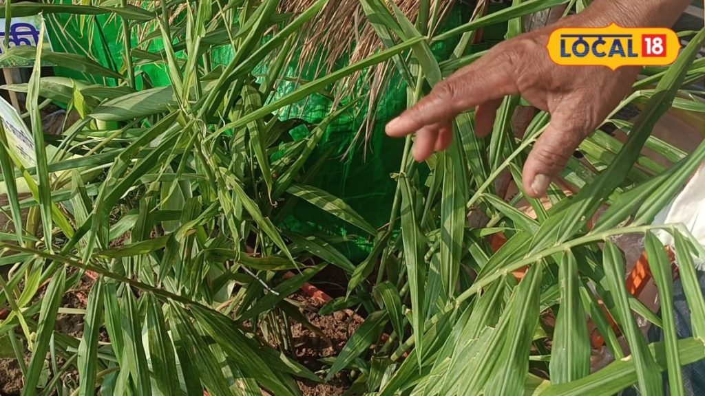 खाली खेत में लगा दें यह मसाला, कम खर्च में मिलेगा शानदार रिजल्ट, प्रति कट्ठा ₹15,000 कमाई
