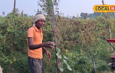 जमीन की सतह पर ही नहीं, इसके अंदर और हवा में एक साथ उग रही हैं सब्जियां, एक बीघा से सालाना ₹5 लाख कमाई
