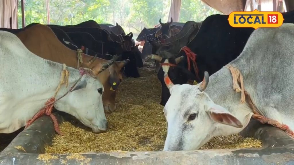 पशुपालन विभाग कृत्रिम गर्भाधान से बढ़ाएगा गोवंशों में फीमेल की संख्या, लैब में छांटा गाया सीमन, सड़कों पर कम होगी गोवंशो की संख्या
