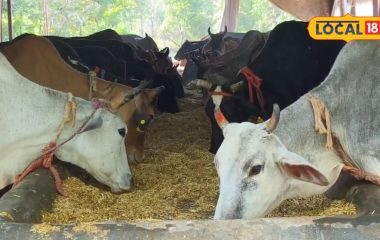 पशुपालन विभाग कृत्रिम गर्भाधान से बढ़ाएगा गोवंशों में फीमेल की संख्या, लैब में छांटा गाया सीमन, सड़कों पर कम होगी गोवंशो की संख्या
