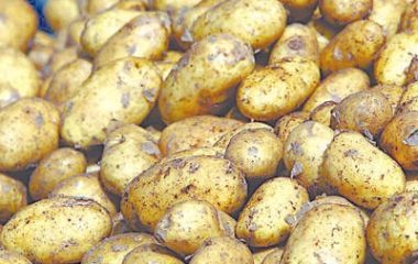 Aligarh News: आलू किसानों को मिलेगा 35 हजार रुपये अनुदान