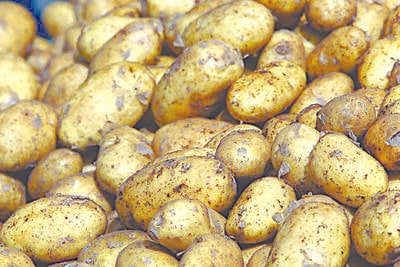 Aligarh News: आलू किसानों को मिलेगा 35 हजार रुपये अनुदान