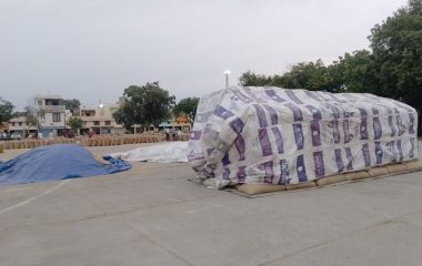 Panipat News: मंडियों में भीगा एक हजार मीट्रिक टन धान