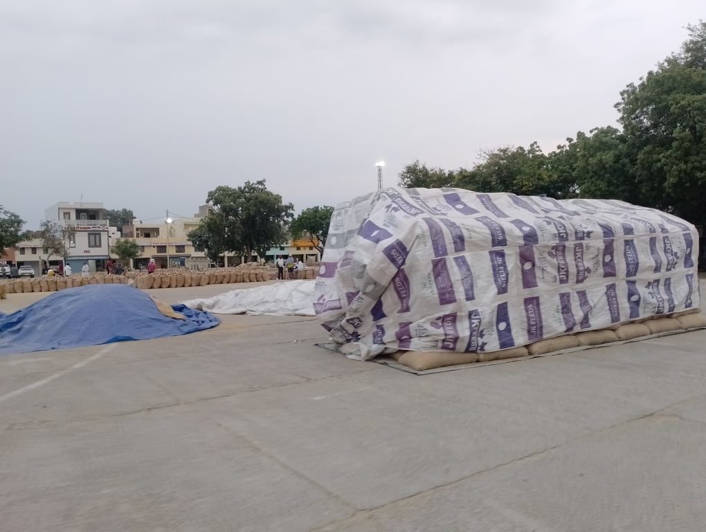 Panipat News: मंडियों में भीगा एक हजार मीट्रिक टन धान