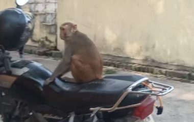 Lucknow News: बंदरों से आरोग्य मंदिर में मरीज परेशान