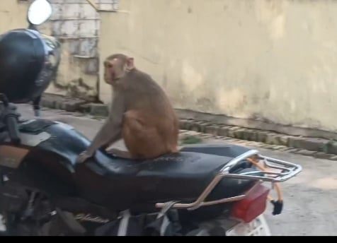 Lucknow News: बंदरों से आरोग्य मंदिर में मरीज परेशान