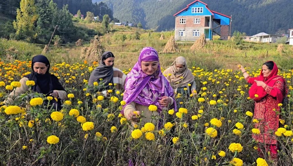 Udhampur News: सर्तिंगल गांव में बंजर भूमि पर गेंदे की खेती ने बदली महिलाओं की तकदीर