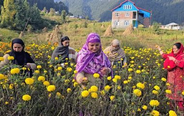 Udhampur News: सर्तिंगल गांव में बंजर भूमि पर गेंदे की खेती ने बदली महिलाओं की तकदीर