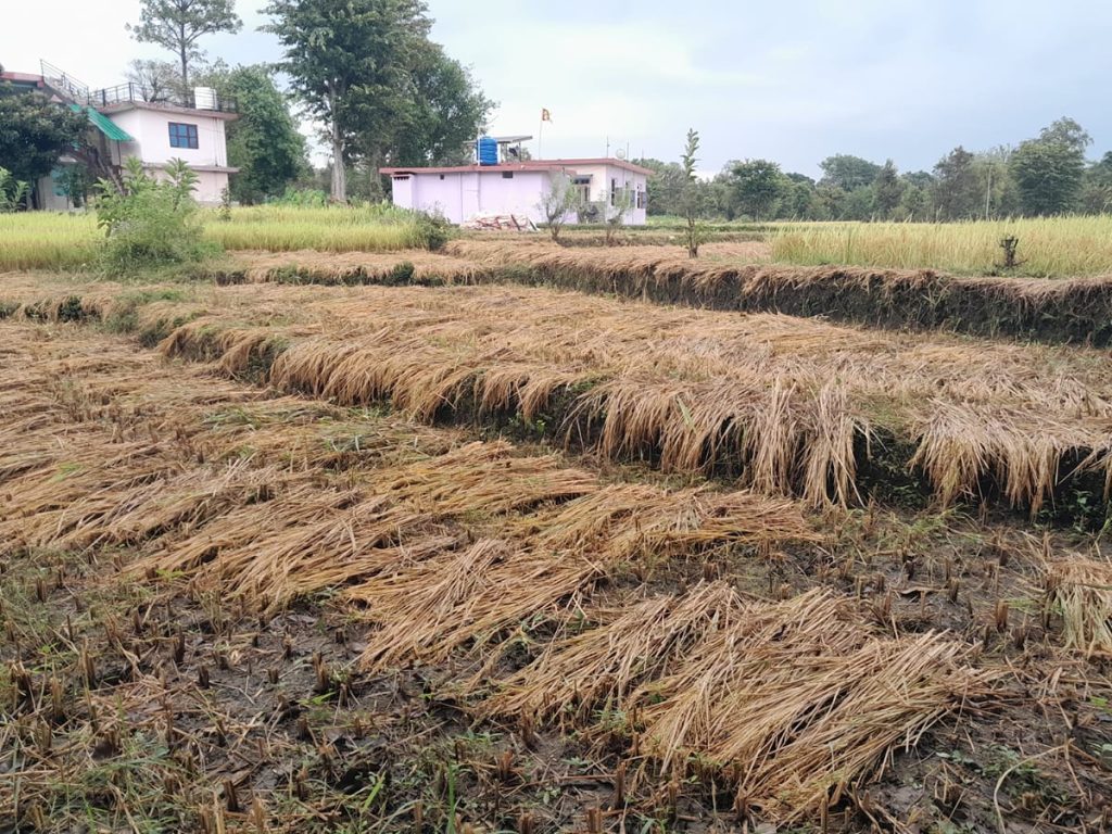 Kangra News: बारिश ने बढ़ाई किसानों की चिंता, खेतों में धान की काटी फसल पर मंडराया संकट