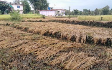 Kangra News: बारिश ने बढ़ाई किसानों की चिंता, खेतों में धान की काटी फसल पर मंडराया संकट