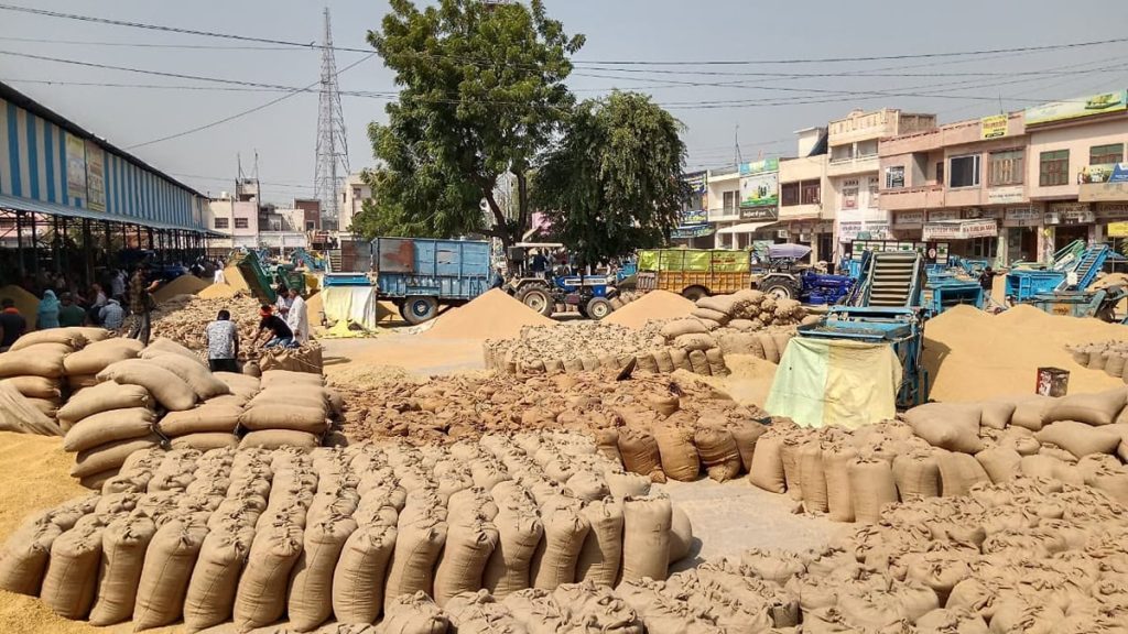 Fatehabad News: धान की आवक 6 लाख क्विंटल पार, उठान महज 22 हजार का