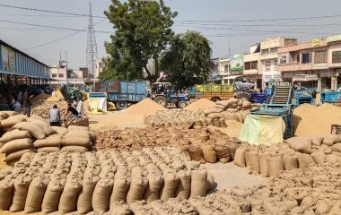 Fatehabad News: धान की आवक 6 लाख क्विंटल पार, उठान महज 22 हजार का